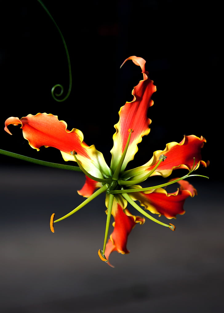 Gloriosa, cvijet, penjač, biljka, Gloriosa superba, Vatreni, tropska