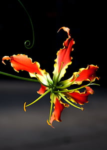 Gloriosa, květ, horolezec, závod, Gloriosa superba, ohnivé, Tropical