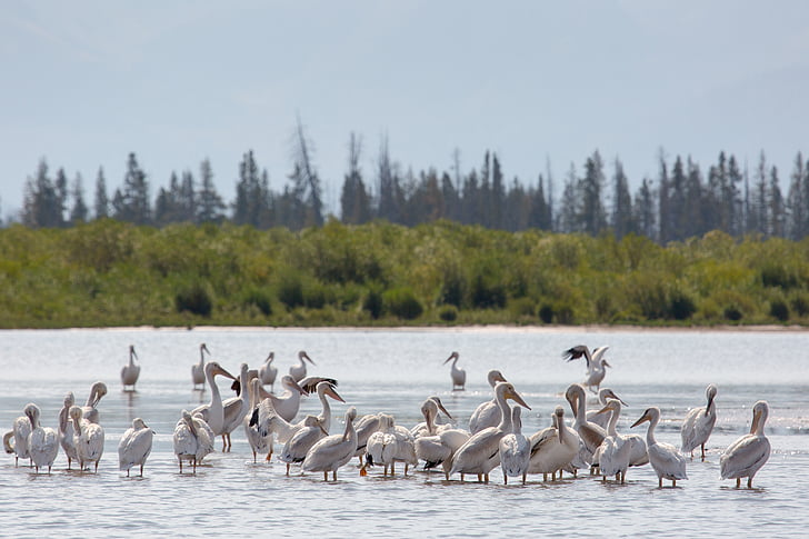 Pelicans, American white, putni, ūdens, seklumā, ūdensputnu, savvaļas dzīvnieki
