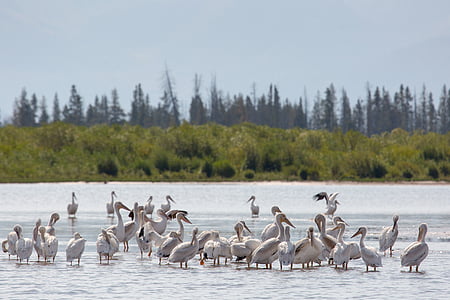 pelikáni, Americká bílá, ptáci, voda, brodění, vodní ptactvo, volně žijící zvířata