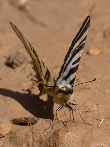 Machaon, Motyl queen, Papilio machaon, Motyl, Líbar