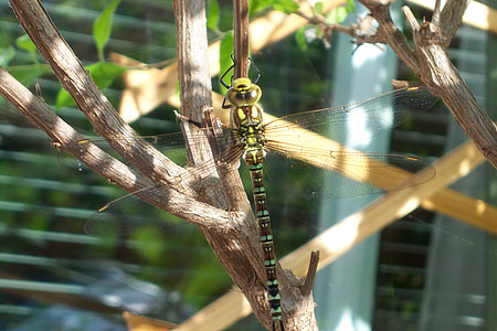 Dragonfly, hyönteinen, Sulje, olento, vihreä, sauva dragonfly, Luonto