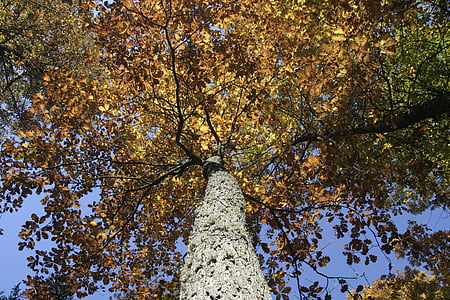 rudenį, lapija, medis, geltonų lapų, miško, parkas, rudens auksas