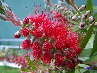 Bottlebrush, albero, pianta, Callistemon, fiore, rosso, Bush