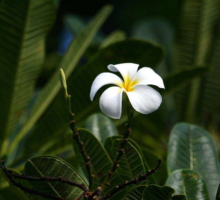 Frangipani, Hawaii, illa, flor, tropical, flor, blanc