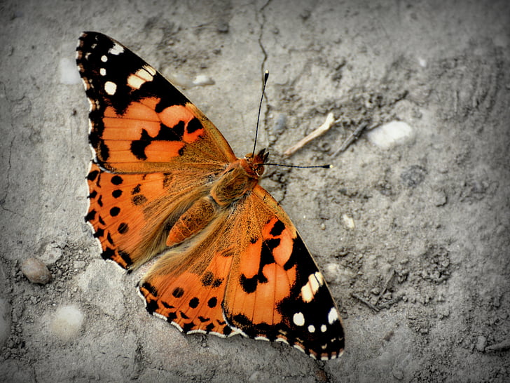 vlinder, Admiraal vlinder, Vanessa atalanta, Kleurplaat, vleugels, vliegende insecten