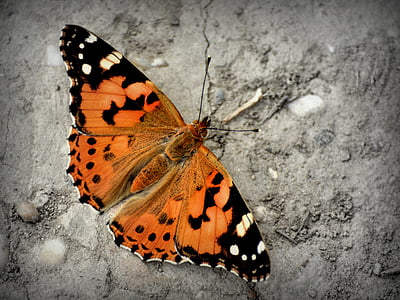 Schmetterling, Admiral Schmetterling, Vanessa Atalanta, Färbung, Flügel, fliegende Insekten