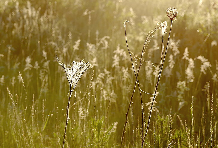 grass, cobweb, rosa, dawn, in the morning, nature, summer