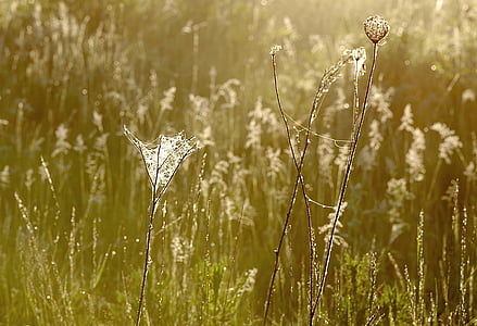 трава, павутиння, роса, Світанок, Уранці, Природа, літо