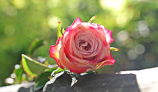 steg, kultur rose, floribunda, rosa, hvit, rosa hvit, rosa hvite Roses