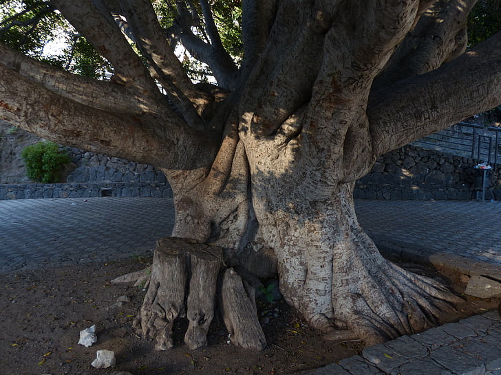 træ, Log, stammen, store, massive, laurbærtræ, Azorerne-laurel