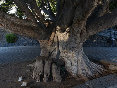 pohon, log, suku, besar, besar-besaran, pohon Laurel, Azores-laurel