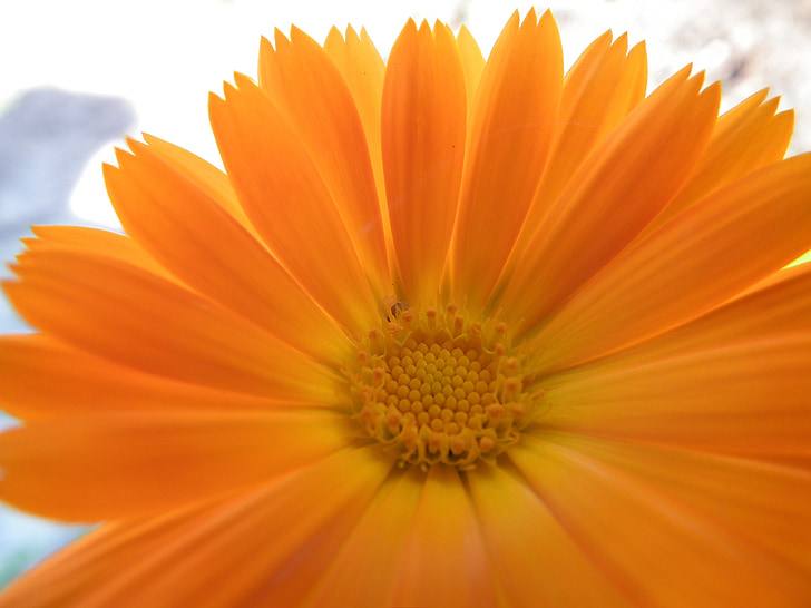 цветок, оранжевый, Календула, яркий, цветок сада, Лето, Летние цветы