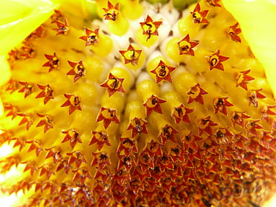 Sun flower, Blomställning, BLOMSTERKORG, tungan blomma, rörformiga blommor, Helianthus annuus, blomma