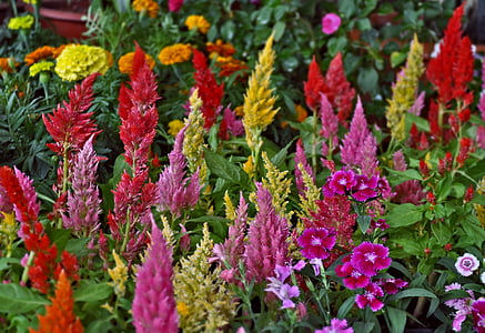 fiori, piante, decorazione, natura, giardino, ornamentale, fiore