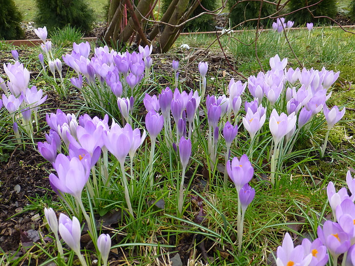 flower, spring, purple, crocus, flowers, harbinger of spring