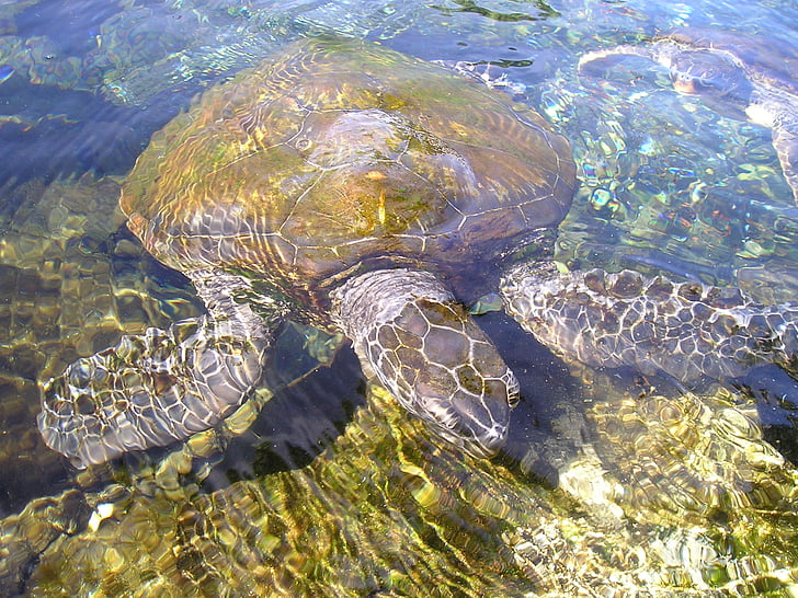 Tortue, animal, créature aquatique, meeresbewohner, rießenschildkröte, Samoa, reptile