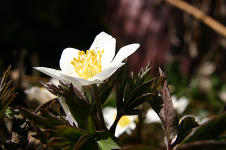 Wood anemone, Pavasaris, puķe, pavasara ziedu, ziemas, mūsu ziemas, balta