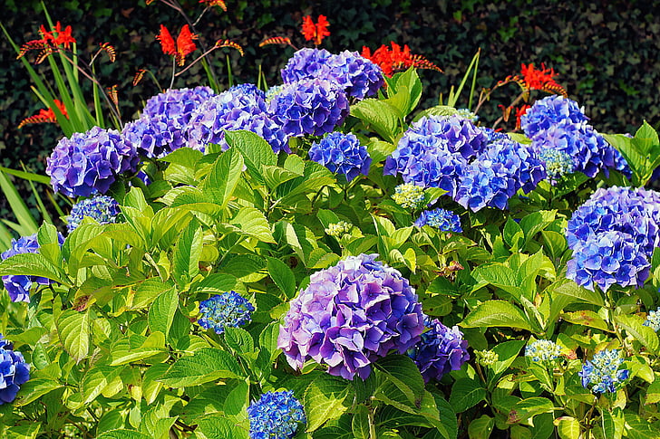 hortênsias, flores, azul, flor, linda, Flora, natureza