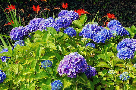 Hortensia 's, bloemen, blauw, Bloom, mooie, Flora, natuur