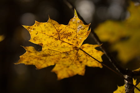 зеленина, природата, дървен материал, празници, Есенни листа, сезони, жилки листа