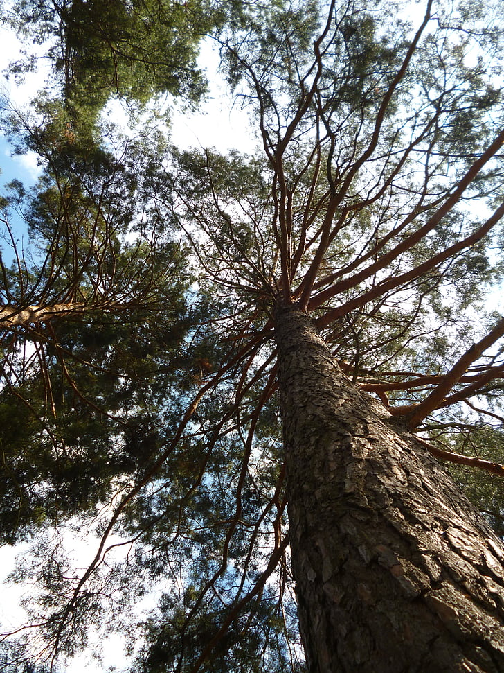 Pine, natuur, hout, bos, logboek