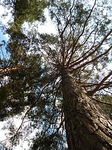 borovice, Příroda, dřevo, Les, protokol
