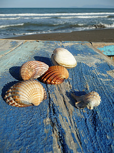 mar, Mejillones, conchas de mejillón, vacaciones, restos flotantes