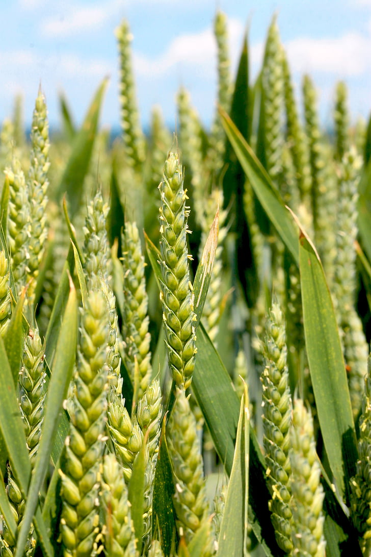 wheat, nature, epi, cornfield, summer, fields, agriculture