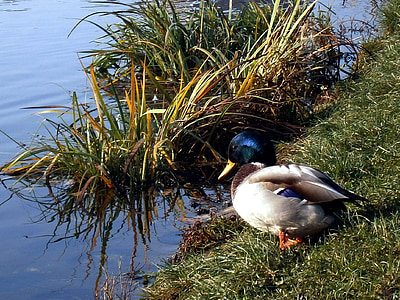 Duck, libocký dam, Praha, dammen, fuglen, natur, Lake