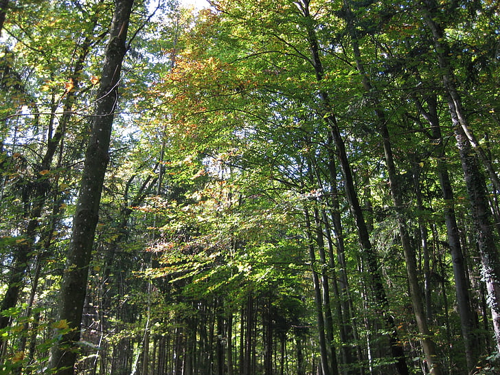 cây, rừng, mùa hè, màu xanh lá cây, Thiên nhiên, ánh sáng mặt trời, gỗ