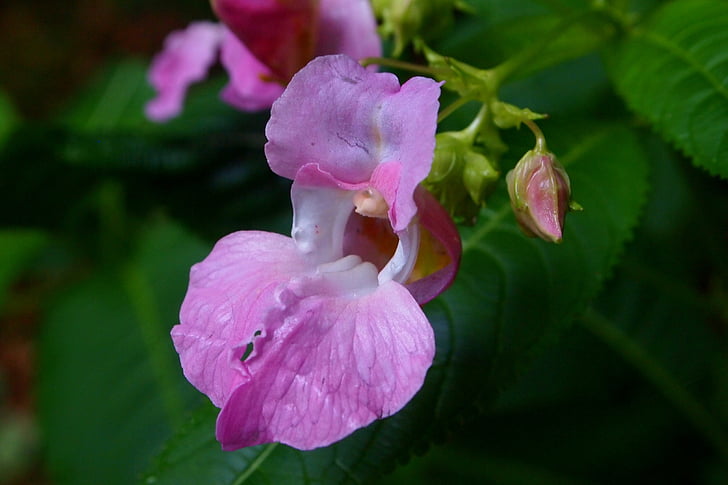 orchid, pink flower, bosrand, nature, bloom, summer, wild flower
