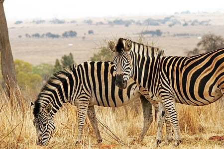 Zebra, jogo, animais, vida selvagem, t Veld, natureza, grama