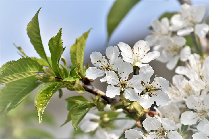 körsbärsblommor, blommor, lämnar, Cherry, Anläggningen, vit, våren