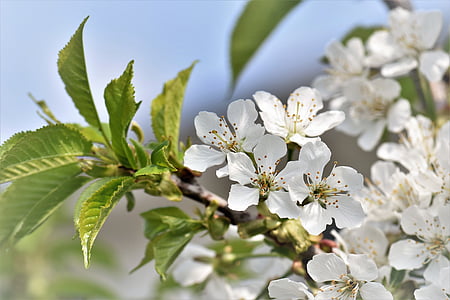 žydinčios japoniškos sakuros, gėlės, lapai, vyšnia, augalų, balta, pavasarį