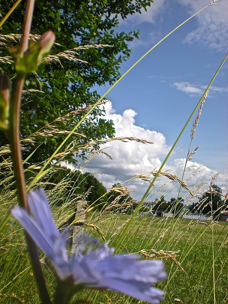 Bett, Blume, Grass, Järna