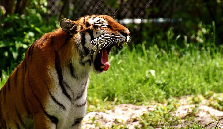 tigar, Grabežljivac, krzno, lijepa, opasno, mačka, fotografiranje divljih životinja