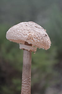 mushrooms, nature, forest, fungi, field, fungus, mushroom
