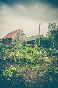 zona rural, jardim, casas, produtos hortícolas, velho, à moda antiga, abandonado