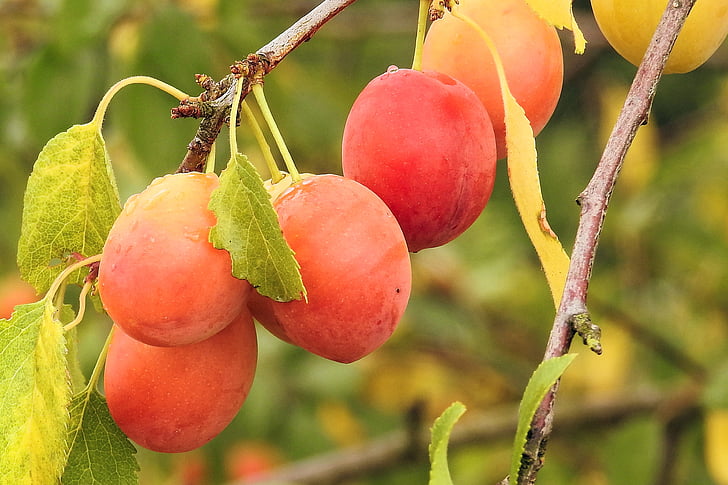 Plum kuning, Cherry prem, buah, cabang, Orchard, musim panas, buah-buahan