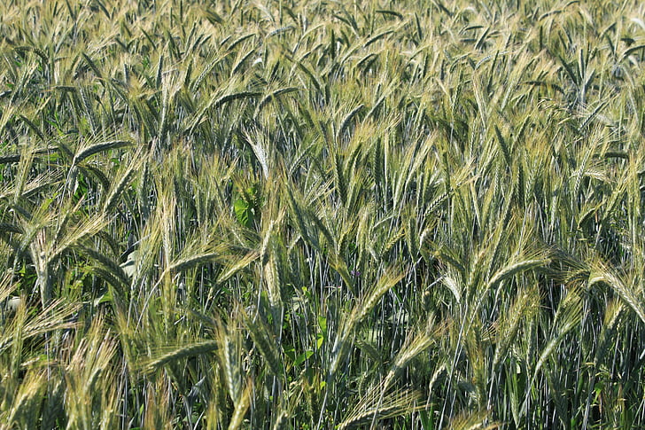 ears, field, grain, green, june, wheat, plants