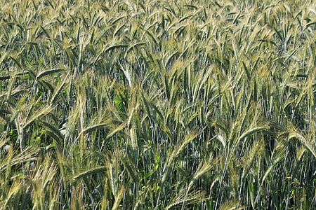 telinga, bidang, gandum, hijau, Juni, gandum, tanaman