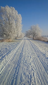 vintrig, snö, snöig, vit, träd