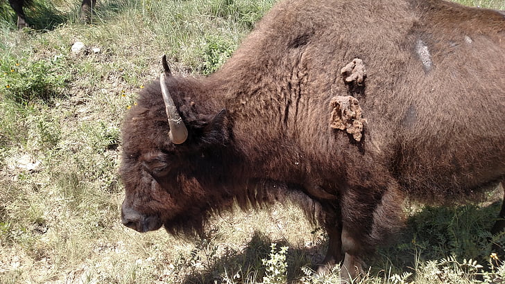 bison, Custer state park, South dakota