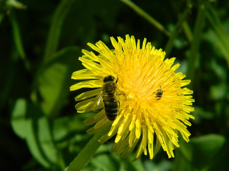 цветя, насекоми, пчела, жълто, насекоми, природата, опрашване