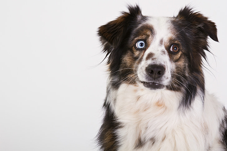 câine, Ciobanesc Australian, portret, culoarea ochilor, Merle, Vezi, alb