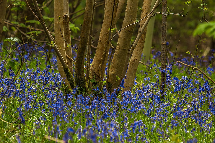 Jan Matejko, Forest, nature, printemps