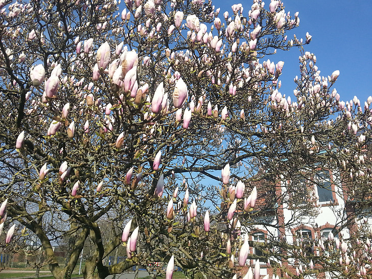 magnolijas, Pavasaris, koks, ziedi, daba, bud, balta