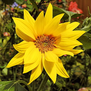 Sun flower, Helianthus karczochy Jerozolimskie, kwiat, Bloom, kwiat, słonecznik bulwiasty, żółte kwiaty