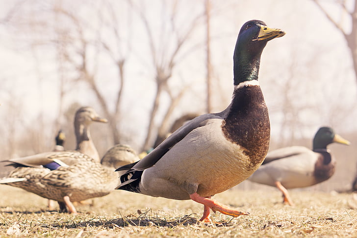 flock, mallard, ducks, birds, animals, beak, bird